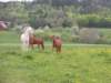 dscn2579_small.jpg