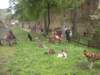 dscn2617_small.jpg
