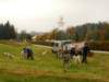 dscn1087_small.jpg